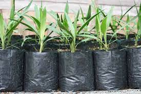 Guide To Selecting And Planting Palm Trees Lawnstarter