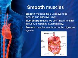 Your Marvelous Muscles What Are The Three Types Of Muscles How Do We Identify Them What Do They Do Ppt Download