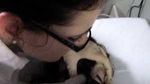 Blue Cpr And Defib - EPORNER