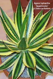 All contents of this website are provided on an as is and as available basis without warranty of any kind. Agave Uses Photos Ids Varieties Debra Lee Baldwin Succulent Expert