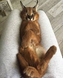 Mar 05, 2020 · map source: He S Just A Little Lap Kitty Gifs Cute Animals Cute Baby Animals Beautiful Cats
