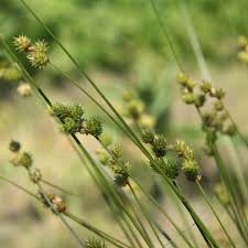 Image result for Carex angolensis