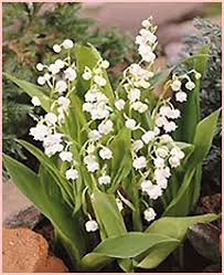 Wish it was better, but i'm still happy with it!! Perennial Page