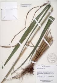 Image result for Urochloa glomerata