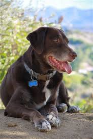 Also, they are intelligent dogs that inherit the best qualities of both parents. G E R M A N S H O R T H A I R E D P O I N T E R L A B M I X Zonealarm Results