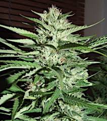 4.3 out of 5 stars 2,091. Pineapple Express Strain G13 Labs Thc 15 20