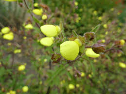 Image result for Calceolaria tripartita