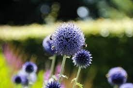 Free dried flower delivery anywhere in singapore. September Wedding Flowers The Beautiful Blooms In Season For Your Big Day Confetti
