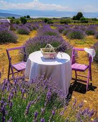 epingle par karen mehta sur levendula lavender champs de lavande plante de lavande beaux jardins