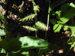 Image result for Oplismenus