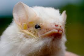 Ooak baby bumblebee bat, realistic handmade poseable. Meet The Microbats Winged Creatures Secrets Revealed