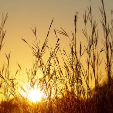 Image result for Andropogon lima