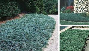 Jim Whiting Nursery And Garden Center In Rochester Mn Lawn And Landscape Outdoor Landscaping Ground Cover Plants