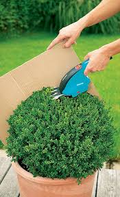 Buchsbaum Schneiden Sadovye Idei Sad S Podstrizhennymi Derevyami Idei Ozeleneniya