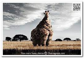 315 free images of giraffe. Fat Giraffe Quotes Quotesgram