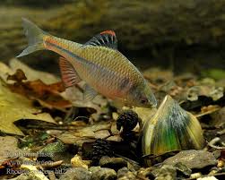 Amur Bitterling Rhodeus Sericeus Especies Pecera
