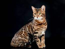 pin na doske bengalskie koshki