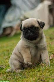cute baby pug baby pugs puppies cute pugs