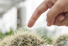 Los cactus, que son nativos de américa del sur y del norte, prosperan en climas áridos. Que Hacemos Si Nos Clavamos Una Astilla Mejor Con Salud