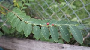 Image result for Phyllanthus loandensis