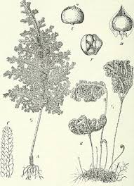 Image result for Selaginella imbricata