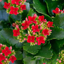 Image result for Kalanchoe