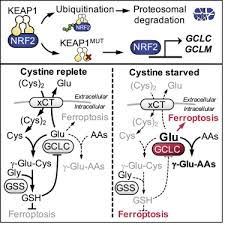Learn the value of 120000 japanese yens (jpy) in russian rubles (rub) today, currency exchange rate change for the week, for the year. Non Canonical Glutamate Cysteine Ligase Activity Protects Against Ferroptosis Sciencedirect