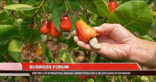 Business Forum in The GAMBIA - LIFFT Cashew Project