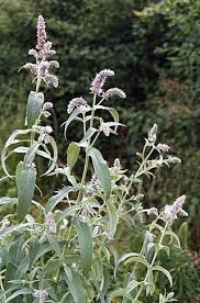 Image result for Ocimum urundense