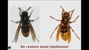 Métodos para la cría de reinas y para obtener jalea real. Apicultura 016 Velutina Ou Crabro Youtube