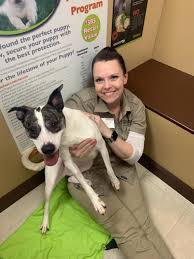 Download our petland app today for information on your local petland's available pets and pet supplies. Petland Careers Jobs Zippia