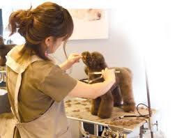 A dog's life|Culture HK|chinadaily.com.cn