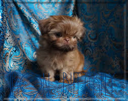 Once imperial rule ended in china, the breed suffered a significant decline, but some dogs the shih tzu became very popular in the united states, and it was recognized by the american kennel club. Iron Butterfly Chinese Imperial Shih Tzu Tiny Teacup Puppies For Sale Quality Small Breeder Shih Tzu Puppy Teacup Puppies Puppies