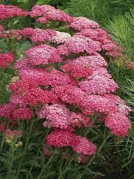 Saucy Seduction Yarrow Achillea Millefolium Saucy Seduction Plants Perennials Beautiful Flowers
