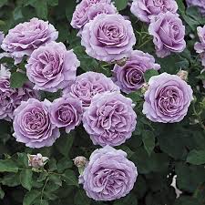 Maybe you would like to learn more about one of these? Love Song Floribunda Rose