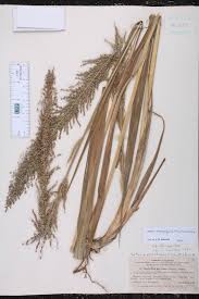Image result for Setaria poiretiana