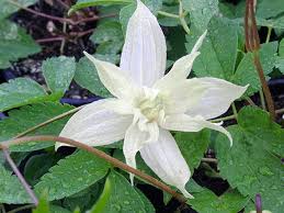» view all varieties of clematis. Munster Baumschulen Wildformen