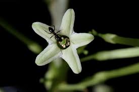 Image result for Cestrum nocturnum