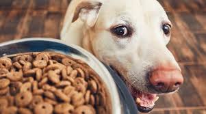 Fats used in dog foods are highly digestible and are the first nutrients to be used by the body as energy, ahead of protein and carbohydrates. Best High Fiber Dog Foods For Anal Gland Problems Ratings Reviews