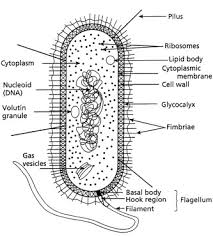 Ultrastructures of a generalised animal cell. Bacterial Ultrastructure Sciencedirect