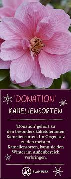 Kamelie Uberwintern Winterharte Sorten Pflege Im Winter Pflanzen Winterhart Und Gartentipps