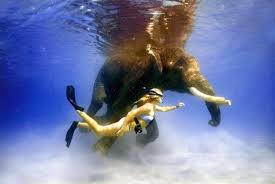 Pin By Rogerio Lima On Near And Far Andaman And Nicobar Islands Elephant Cool Places To Visit