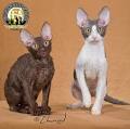Cornish Rex Cat Breeders in the United States | Available ...