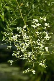 Image result for Styphnolobium