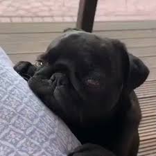 Pin By Lady Grey On Pugs Pugs Pug Puppies Black Pug Puppies