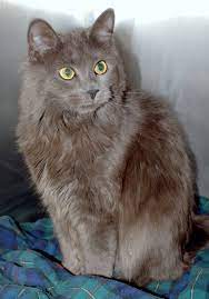 Cat Color Breed Guide Cat Breeds Long Hair Cat Breeds Russian Blue Cat