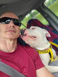 Dog enjoys fresh air and social interaction