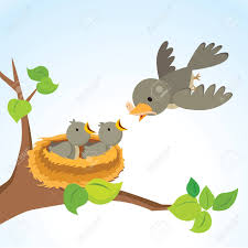University of queensland press, published 1980. Mother Bird Feeding Baby Birds Royalty Free Cliparts Vectors And Stock Illustration Image 89001145