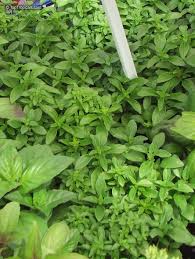 Image result for Ocimum natalense