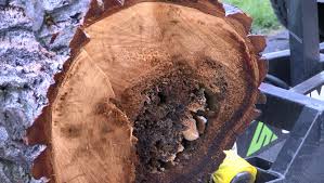 They are presently considered a clade, called anthophila. 80 000 Honey Bees Relocated From Medford Family S Yard